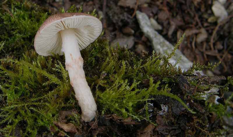 Un fosso......e una marea di funghi.(parte 3)